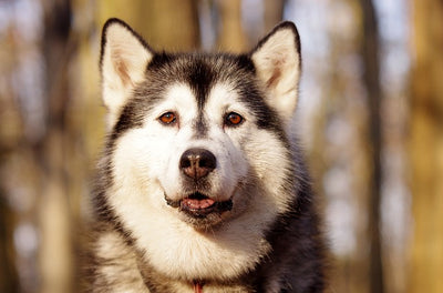 7 Reasons Why You Should Adopt a Senior Dog